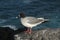 Galapagos swallow-tailed gull on the edge