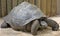 Galapagos tortoise 1