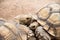 The Galapagos tortoise. animal longevity and hard skin.