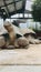 Galapagos tortoise ( Chelonoidis nigra )are the largest tortoise species on earth.