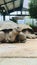 Galapagos tortoise ( Chelonoidis nigra ) a protected subspecies