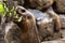 Galapagos Tortoise Eating