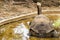 Galapagos Tortoise - Lonesome George