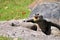 Galapagos tortoise mouth open