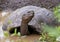 Galapagos tortoise partially submerged in muddy water in the Galapagos.