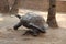 Galapagos Tortoise in rain