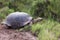 Galapagos tortoise with scratched shell eating grass.