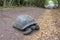 Galapagos turtle cross the road path leading through a forest