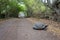 Galapagos turtle cross the road path leading through a forest