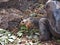 Galapagos turtle lunch time having there favorite