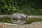 Galapagos turtle submerged in a pond in a conservation center of the Galapagos Islands