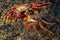 Galapagos - two Sally lightfoot crabs on a rock