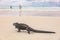 Galapagos wildlife marine iguana walking on Tortuga Bay beach Santa Cruz island