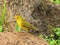 Galapagos Yellow Warbler