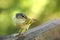 Galapagos Yellow Warbler