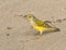 Galapagos Yellow Warbler