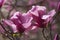Galaxy hybrid magnolia flowers