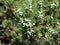 Galberries and needles of a juniperus excelsa (Crimea)