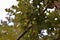 gale on oak leaves. abnormal growth made by parasitic insects on Quercus robur