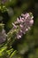 Galega officinalis; goat`s rue in rural Tuscany