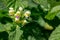 Galeopsis speciosa, the large-flowered hemp-nettle or Edmonton hemp nettle blossoms. Yellow with purple beautiful flowers in wild