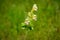 Galeopsis speciosa mill, Galeopsis speciosa, large-flowered hemp-nettle or Edmonton hempnettle blooming in a Meadow