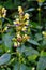 Galeopsis tetrahit flowers, closeup