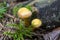 Galerina marginata, known as the Funeral Bell mushroom or deadly Galerina, a deadly poisonous mushroom