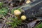 Galerina marginata, known as the Funeral Bell mushroom or deadly Galerina, a deadly poisonous mushroom