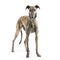 Galgo Espanol (2 years)