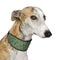 Galgo Espanol (4 years)