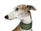 Galgo Espanol (4 years)