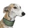 Galgo Espanol (4 years)