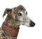 Galgo Espanol (4 years)