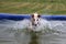 Galgo have fun in the pool