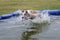 Galgo have fun in the pool