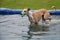 Galgo is jumping in the pool