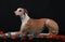 Galgo portrait in the studio