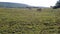 Galician blonde breed cows grazing in the middle of the field in the Ancares