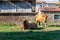 Galician blonde cows grazing in the fields of the municipality of Santiago de Compostela, Galicia, north west of Spain