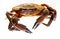 Galician Necoras from Galicia in movement. Delicious seafood from the Bay of Biscay and Atlantic. Fresh and alive crabs isolated