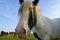 Galineers Cob (Traditional Gypsy cob, Irish Cob, Gypsy Horse) in Bavarian village Birkach (Germany)