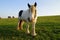 Galineers Cob (Traditional Gypsy cob, Irish Cob, Gypsy Horse) in Bavarian village Birkach (Germany)