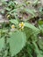 Galinsoga parviflora plant in bloom on green leaves