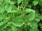 Galinsoga parviflora - popular weed close up