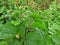 Galinsoga parviflora - popular weed close up