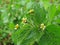 Galinsoga parviflora - popular weed close up