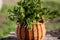 Galium aparine cleavers, in basket on wooden table. plant is used in ayurveda and traditional medicine for poultice