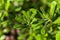 Galium aparine cleavers, clivers, goosegrass, catchweed, stickyweed, robin-run-the-hedge, sticky willy, sticky willow, stickyjack,