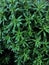 Galium aparine cleavers, goosegrass and grip grass close-up In the spring